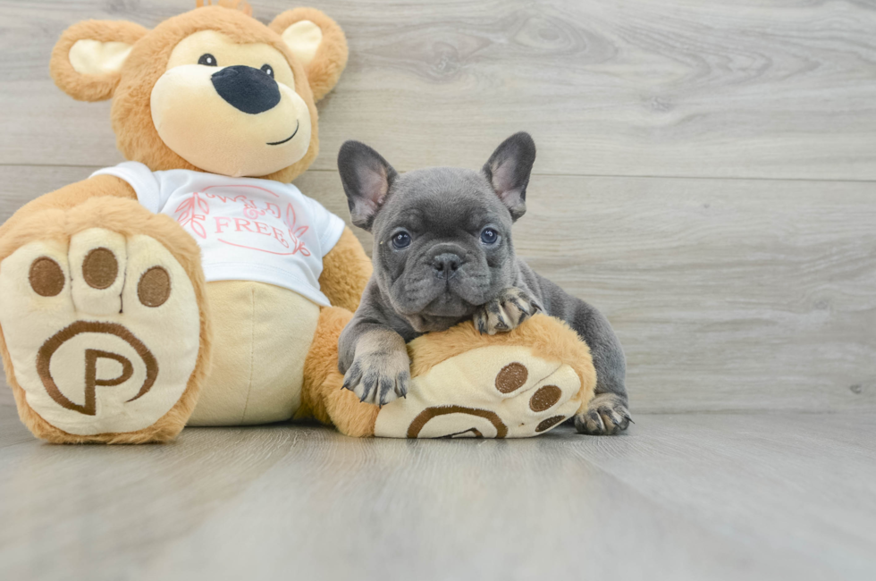 9 week old French Bulldog Puppy For Sale - Pilesgrove Pups