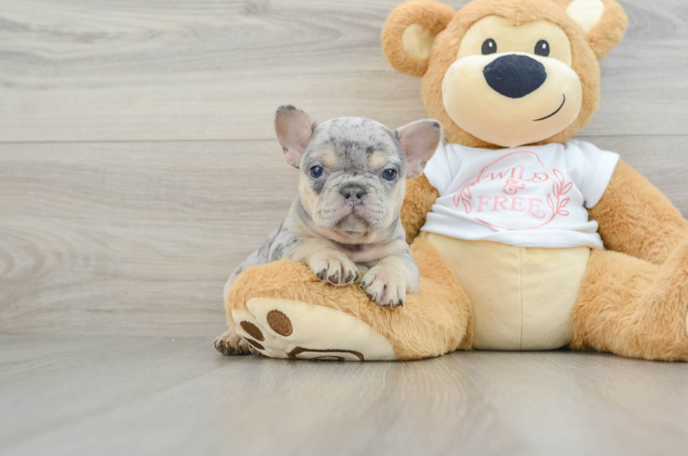 6 week old French Bulldog Puppy For Sale - Pilesgrove Pups