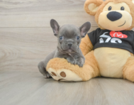8 week old French Bulldog Puppy For Sale - Pilesgrove Pups