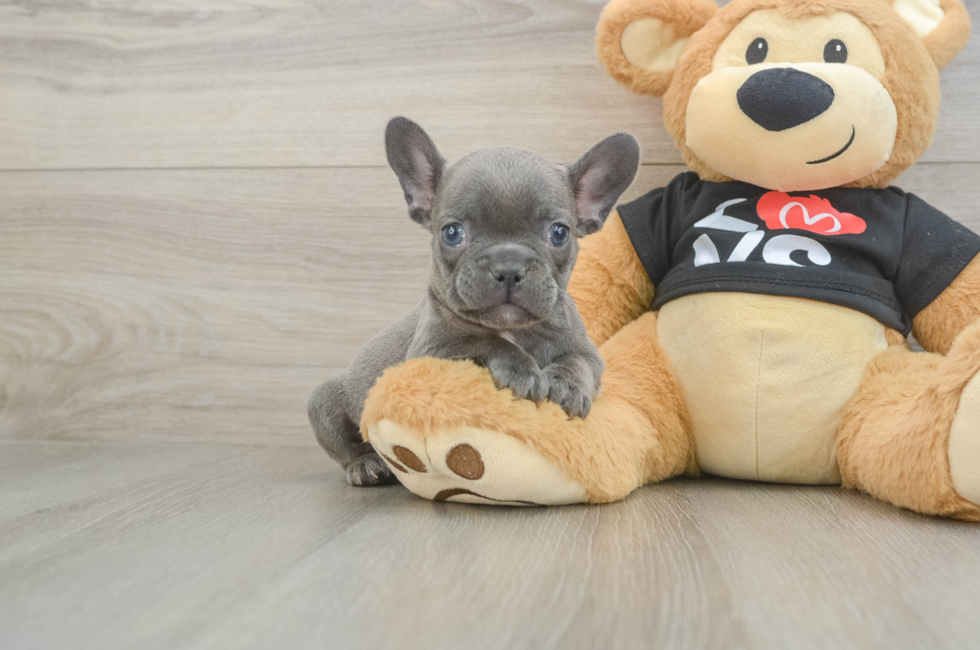 8 week old French Bulldog Puppy For Sale - Pilesgrove Pups
