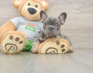 6 week old French Bulldog Puppy For Sale - Pilesgrove Pups