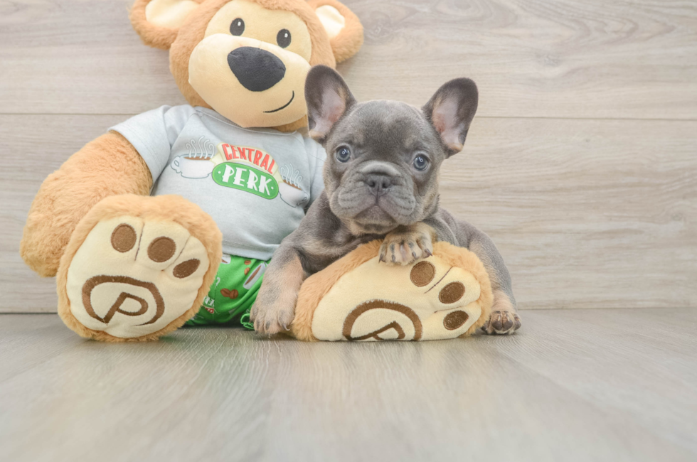 6 week old French Bulldog Puppy For Sale - Pilesgrove Pups