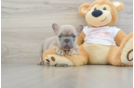 Hypoallergenic French Bulldog Baby