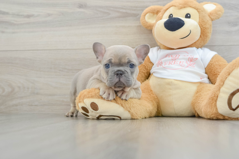 Hypoallergenic French Bulldog Baby