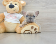 6 week old French Bulldog Puppy For Sale - Pilesgrove Pups