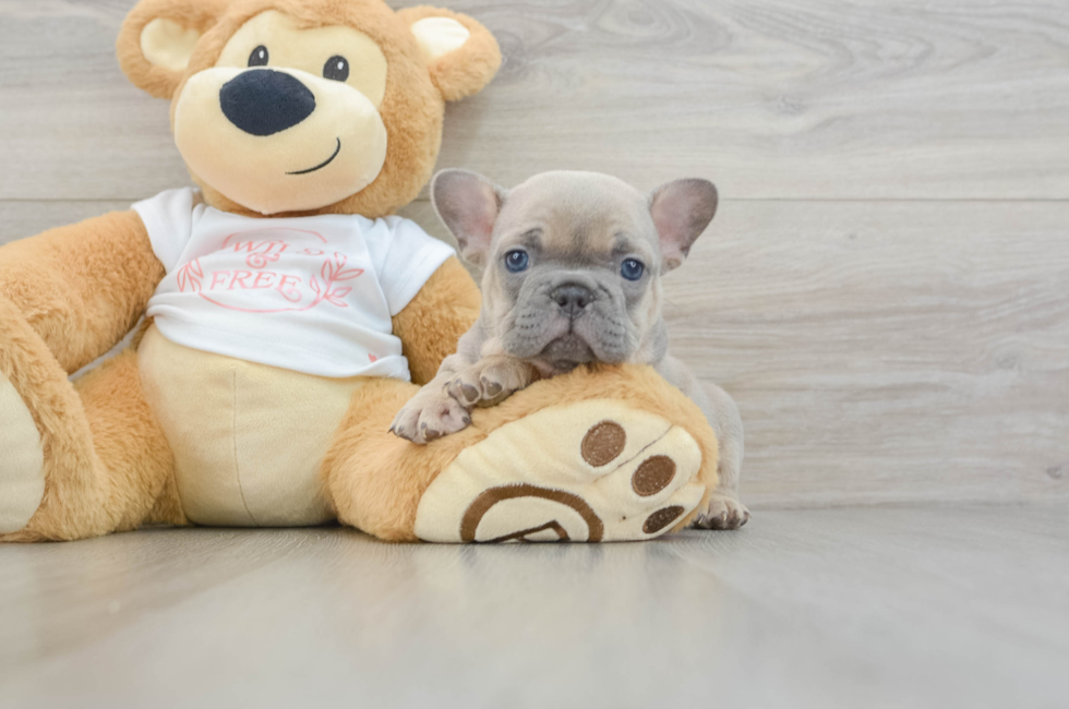 6 week old French Bulldog Puppy For Sale - Pilesgrove Pups