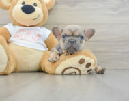 6 week old French Bulldog Puppy For Sale - Pilesgrove Pups