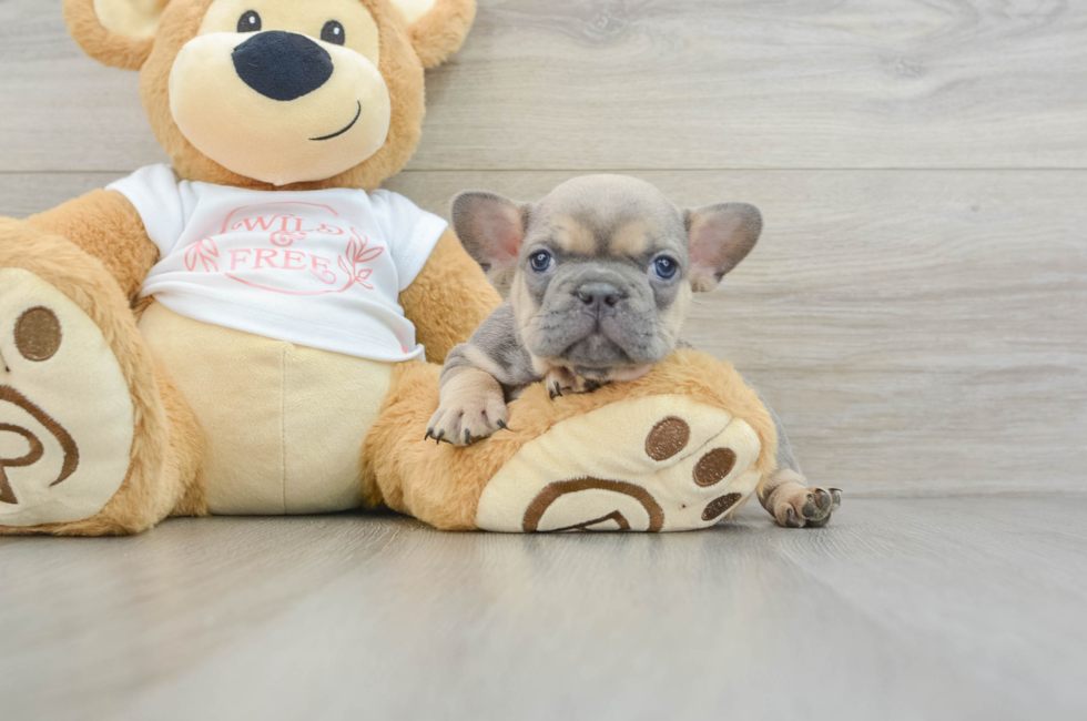 6 week old French Bulldog Puppy For Sale - Pilesgrove Pups