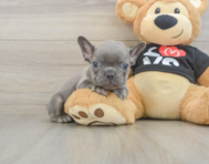 7 week old French Bulldog Puppy For Sale - Pilesgrove Pups