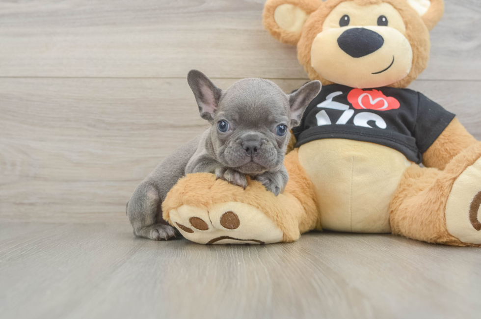 8 week old French Bulldog Puppy For Sale - Pilesgrove Pups