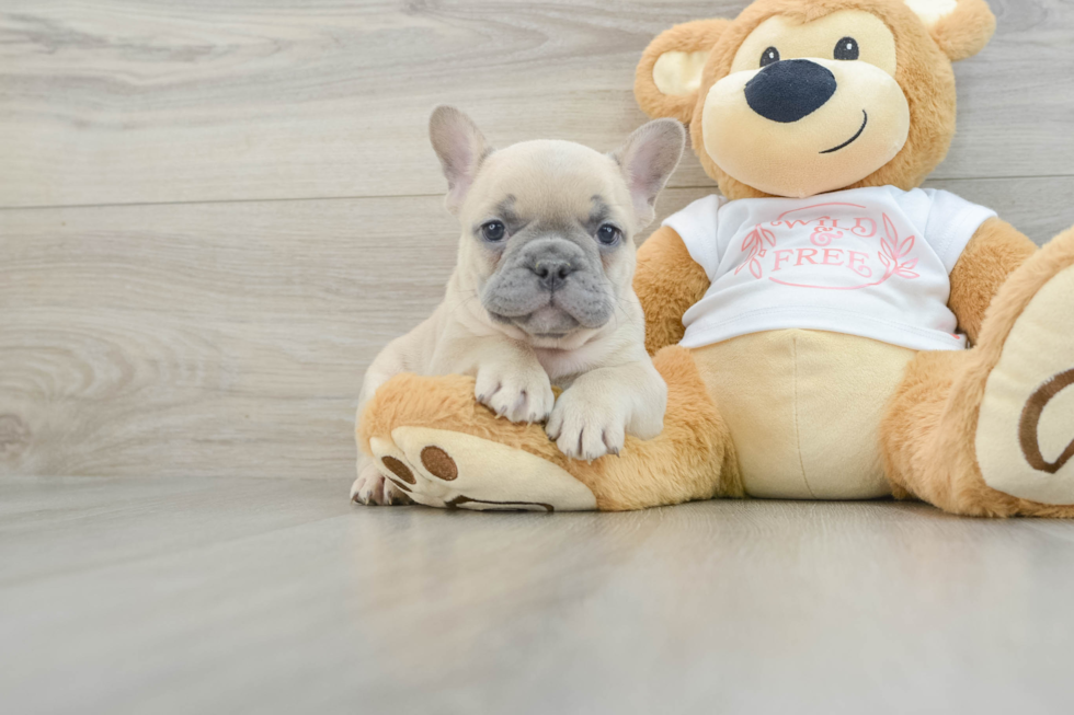 Petite Frenchie Purebred Puppy