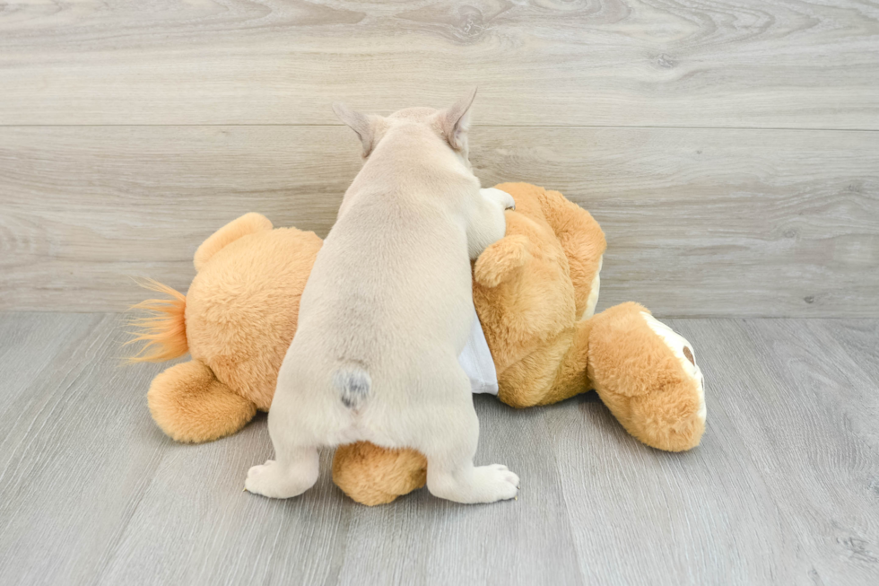 Hypoallergenic French Bulldog Purebred Pup