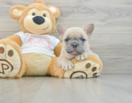 7 week old French Bulldog Puppy For Sale - Pilesgrove Pups