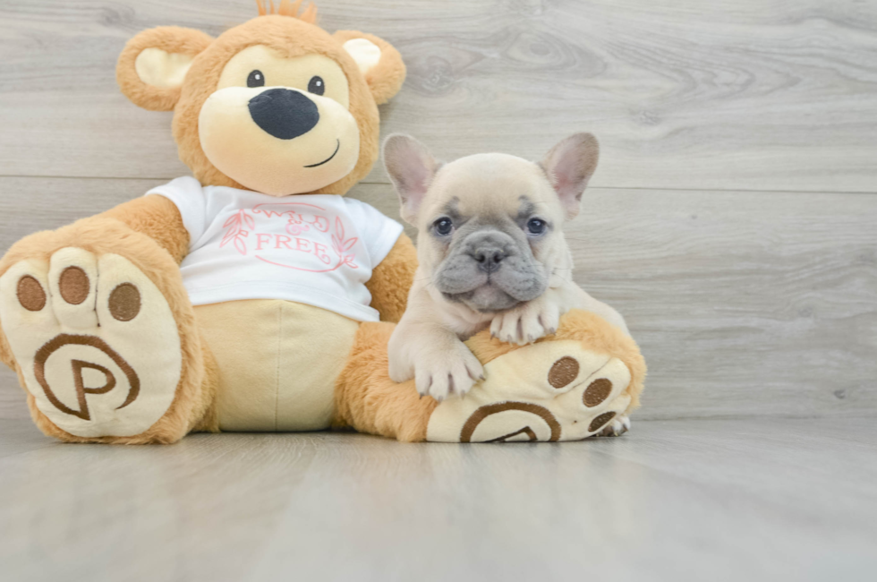 7 week old French Bulldog Puppy For Sale - Pilesgrove Pups