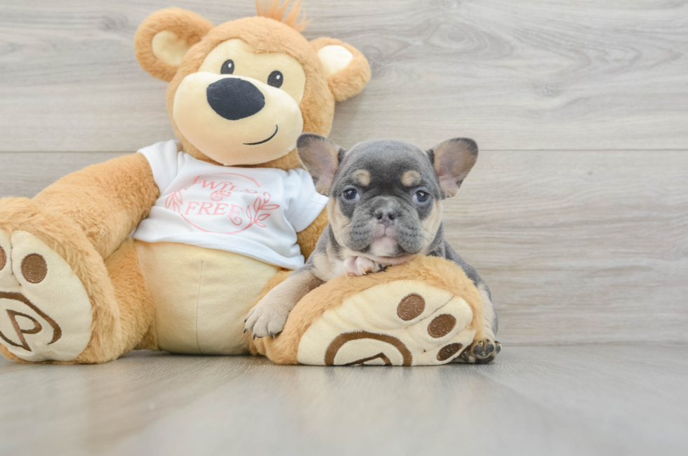 6 week old French Bulldog Puppy For Sale - Pilesgrove Pups