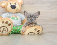 6 week old French Bulldog Puppy For Sale - Pilesgrove Pups