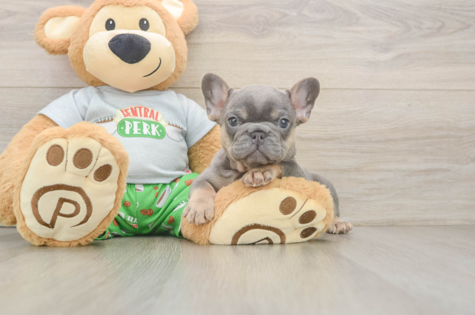 6 week old French Bulldog Puppy For Sale - Pilesgrove Pups