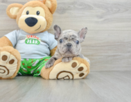 8 week old French Bulldog Puppy For Sale - Pilesgrove Pups