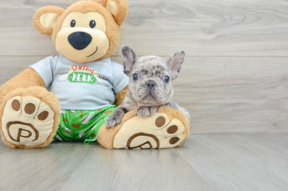 8 week old French Bulldog Puppy For Sale - Pilesgrove Pups