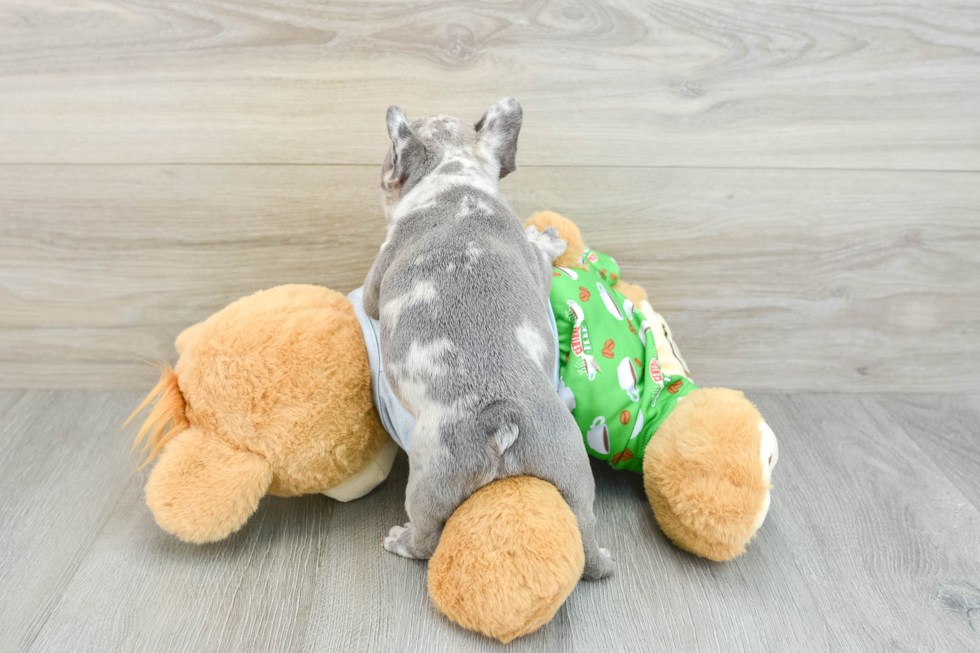 Smart Frenchie Purebred Puppy