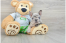 Best French Bulldog Baby