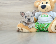 8 week old French Bulldog Puppy For Sale - Pilesgrove Pups