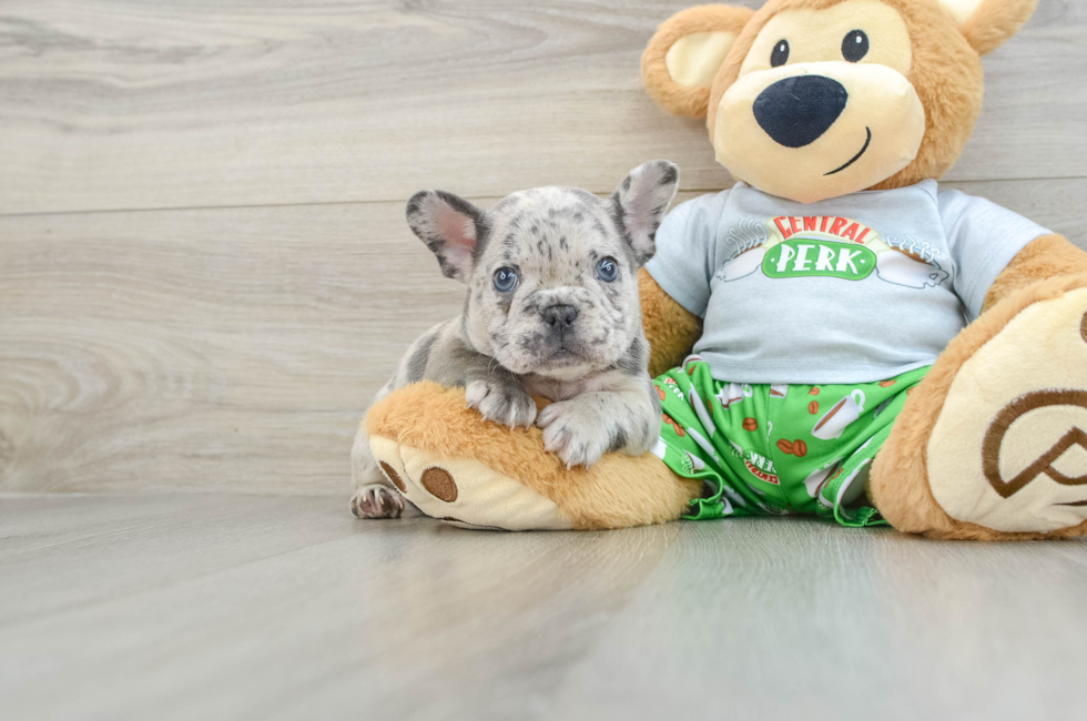 8 week old French Bulldog Puppy For Sale - Pilesgrove Pups