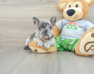 8 week old French Bulldog Puppy For Sale - Pilesgrove Pups