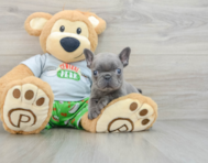 8 week old French Bulldog Puppy For Sale - Pilesgrove Pups