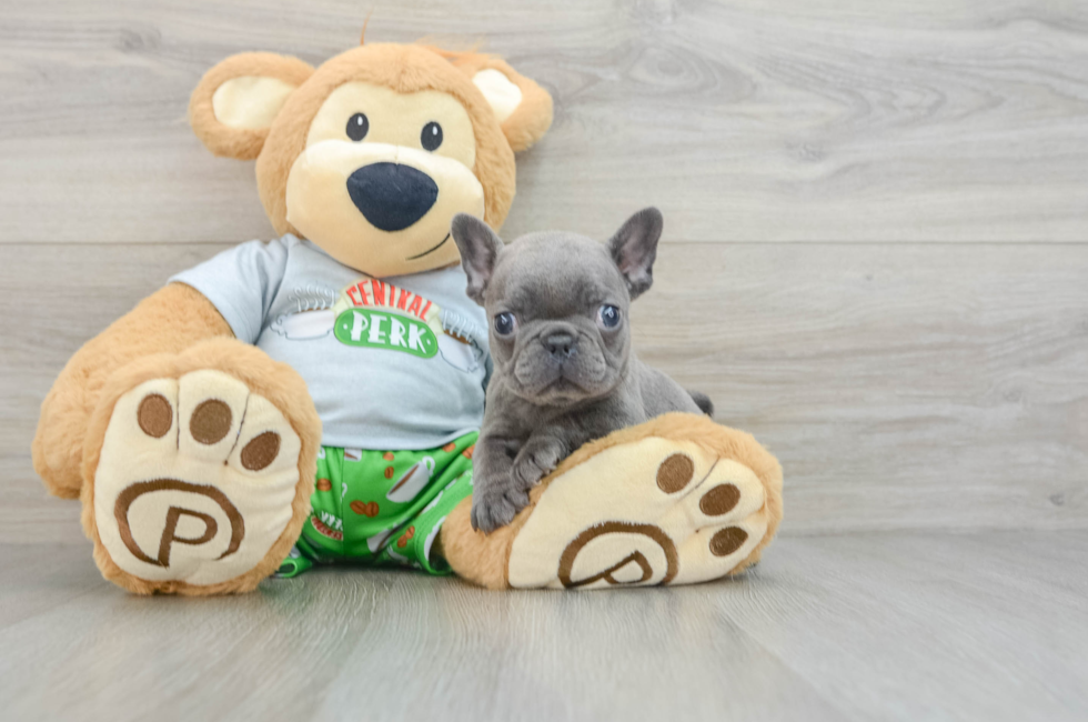 8 week old French Bulldog Puppy For Sale - Pilesgrove Pups