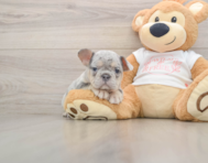 6 week old French Bulldog Puppy For Sale - Pilesgrove Pups