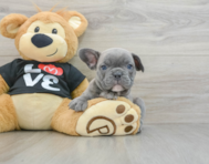 7 week old French Bulldog Puppy For Sale - Pilesgrove Pups