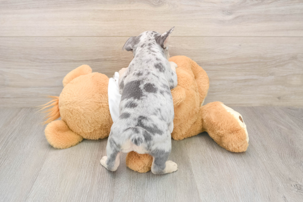 Hypoallergenic French Bulldog Purebred Pup