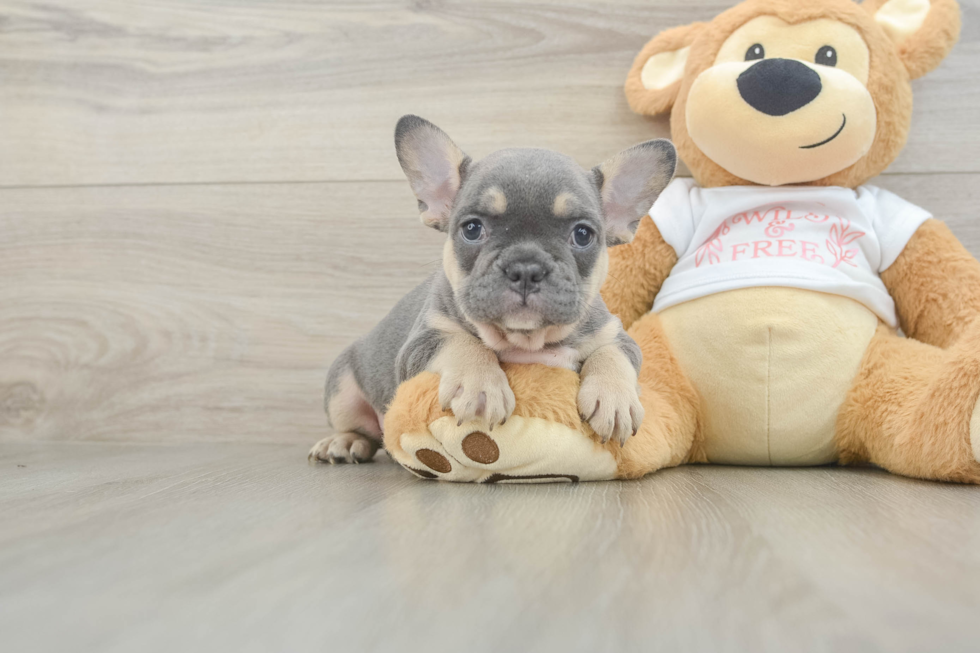 French Bulldog Puppy for Adoption