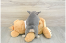 Best French Bulldog Baby