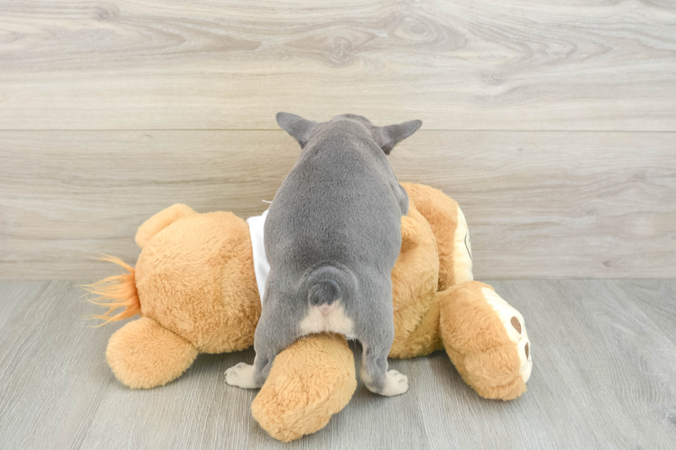 Best French Bulldog Baby