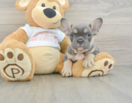 6 week old French Bulldog Puppy For Sale - Pilesgrove Pups