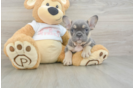Best French Bulldog Baby