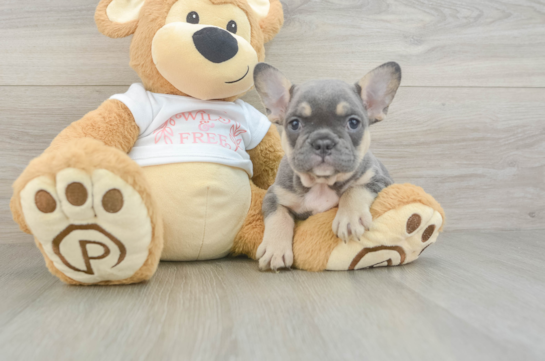 Best French Bulldog Baby