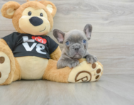 7 week old French Bulldog Puppy For Sale - Pilesgrove Pups