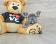 7 week old French Bulldog Puppy For Sale - Pilesgrove Pups