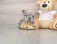 6 week old French Bulldog Puppy For Sale - Pilesgrove Pups