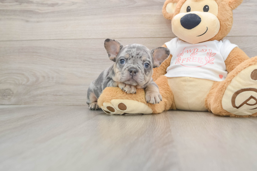 French Bulldog Puppy for Adoption