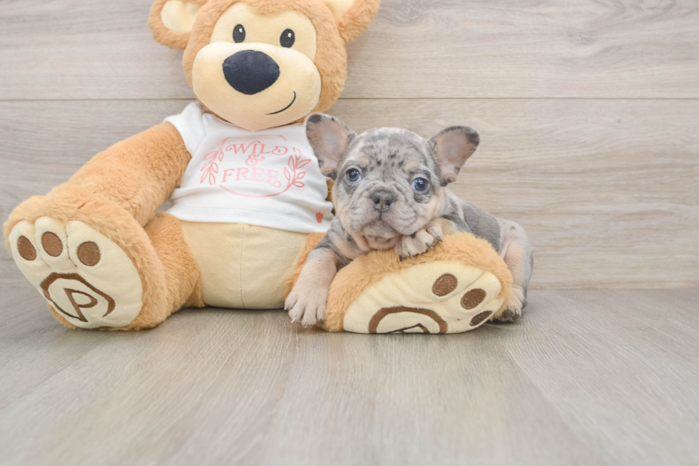 Playful French Bulldog Purebred Pup