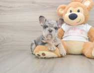 6 week old French Bulldog Puppy For Sale - Pilesgrove Pups