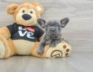 7 week old French Bulldog Puppy For Sale - Pilesgrove Pups