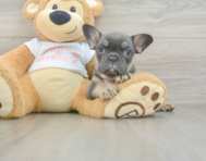 6 week old French Bulldog Puppy For Sale - Pilesgrove Pups