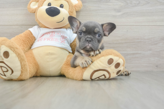 Funny French Bulldog Baby