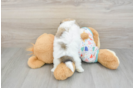 Popular Havachon Designer Pup