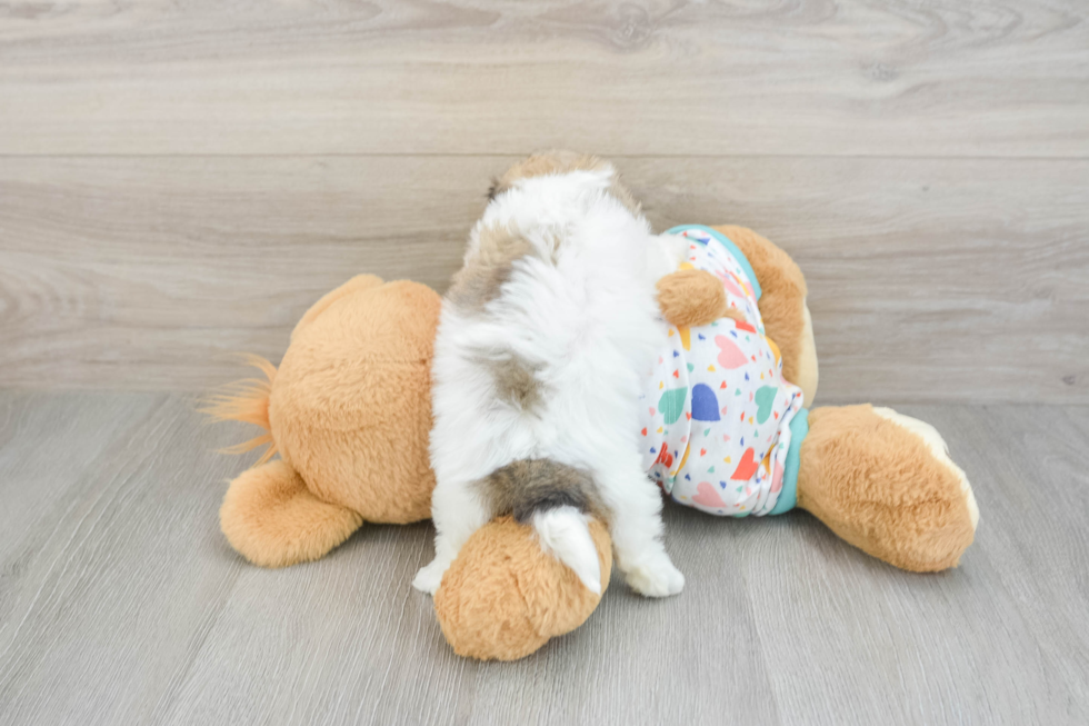 Popular Havachon Designer Pup